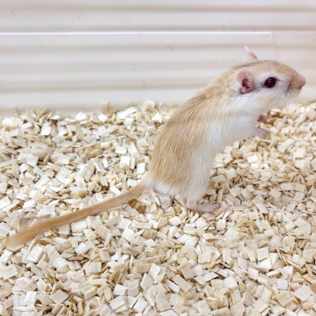 カラージャービル（スナネズミ）