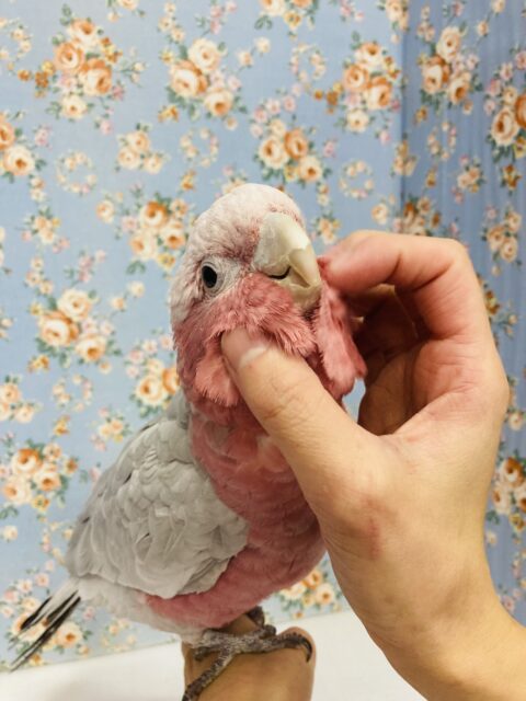 モモイロインコ