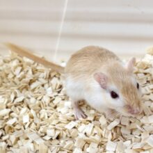 カラージャービル  オレンジ系  男の子  ‎🧡‬🐁✨