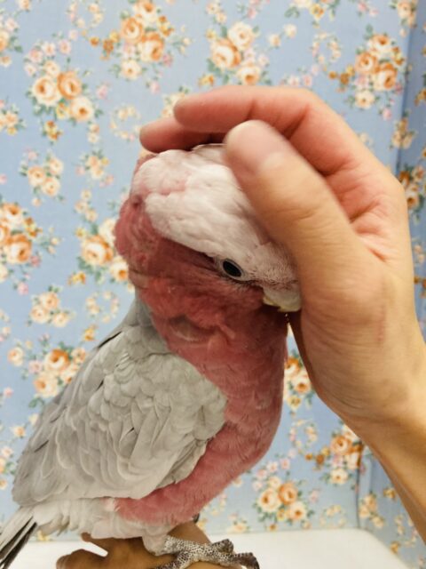 モモイロインコ