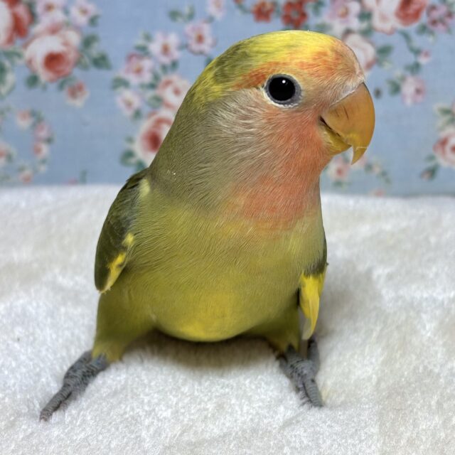コザクラインコ（小桜インコ）
