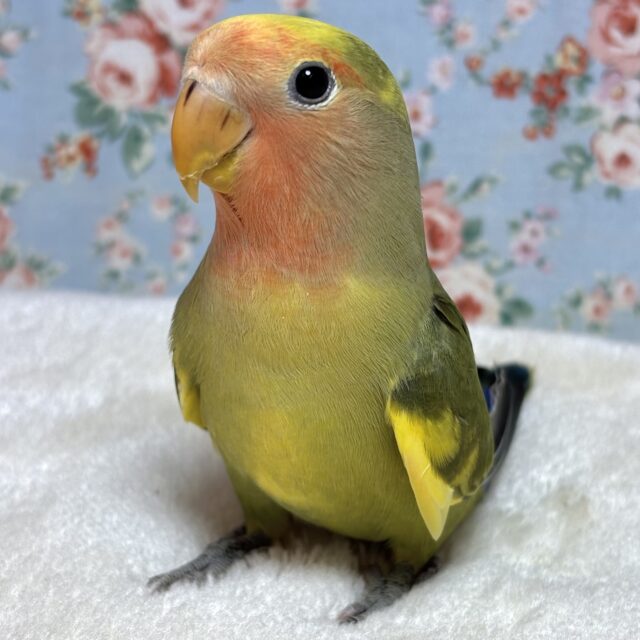 コザクラインコ タイガーチェリー 🐯🍒･.｡*･.｡*