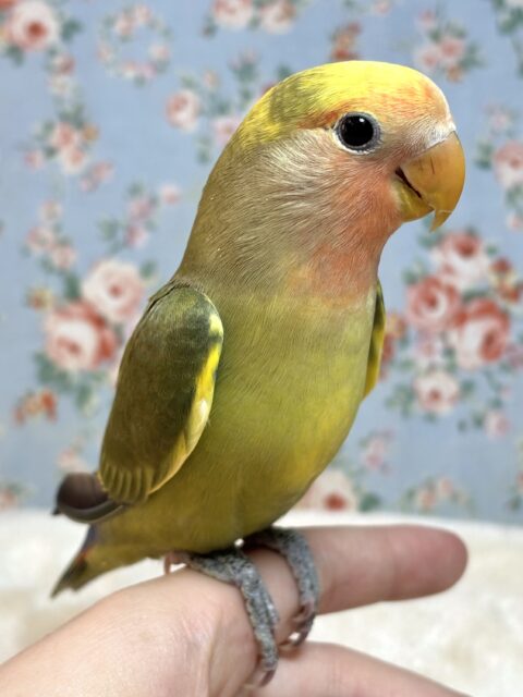 コザクラインコ（小桜インコ）