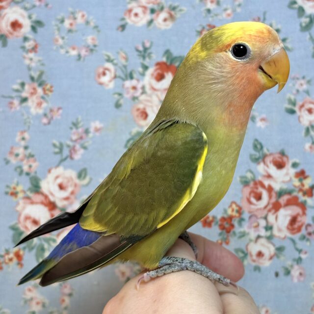 コザクラインコ（小桜インコ）