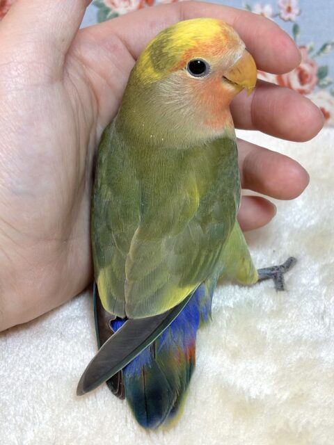 コザクラインコ（小桜インコ）