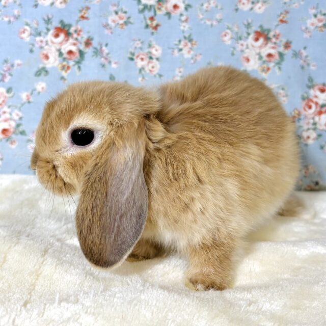 ホーランドロップイヤーラビット 男の子 🧡🍊o( _ U ‘ ꒳ ‘ )_ ホーランドロップ