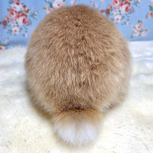 ホーランドロップ