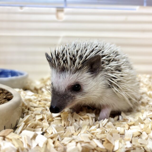 ヨツユビハリネズミ パイド 女の子 🦔🐾・.。*・.。* ハリネズミ(ヨツユビハリネズミ)