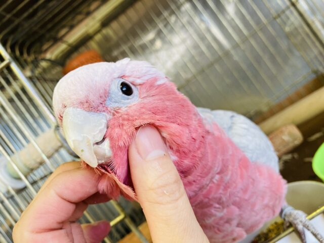 モモイロインコ