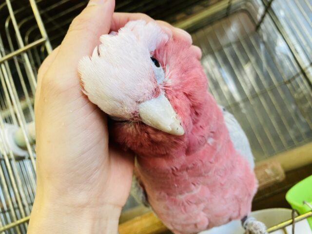 モモイロインコ