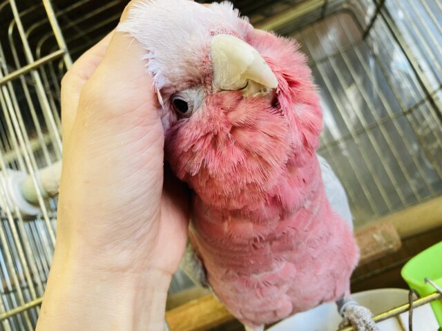 モモイロインコ