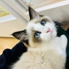 超ホヤホヤ最新画像✨ガラスにスリスリ止まらにゃ〜い！ラグドールくん！