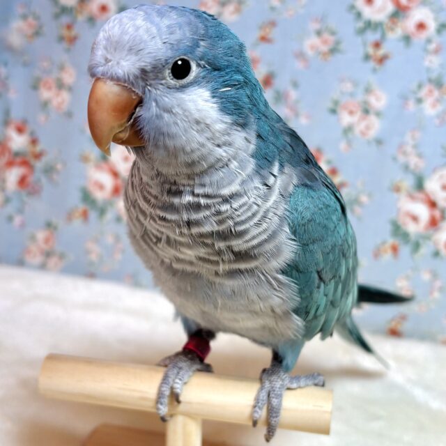 オキナインコ ブルー 💙‪🦜‬٭❁。.*・ﾟ