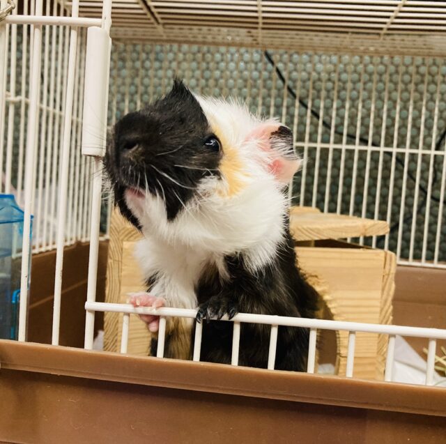 アビシニアンモルモット