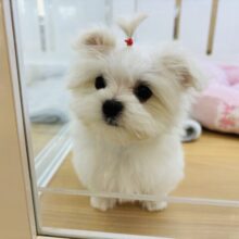 実物の可愛さ限界突破〜！？マルチーズちゃん！