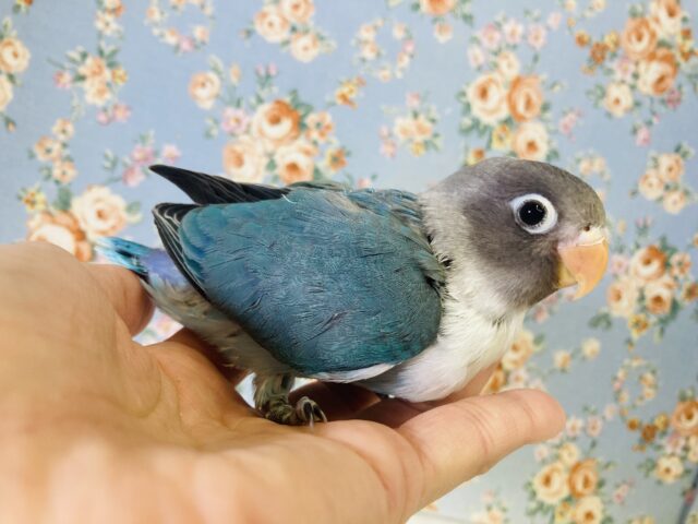 ブルーボタンインコ