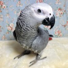 ヨウム  男の子  ( *˙θ˙*)☆.*˚*