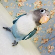 美ボタンちゃん参上❢❢🫧✨手乗りブルーボタンインコさん💙