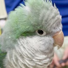 最新画像あり！動画あり！お喋り上手すぎ👍　オキナインコ　（ターコイズ）