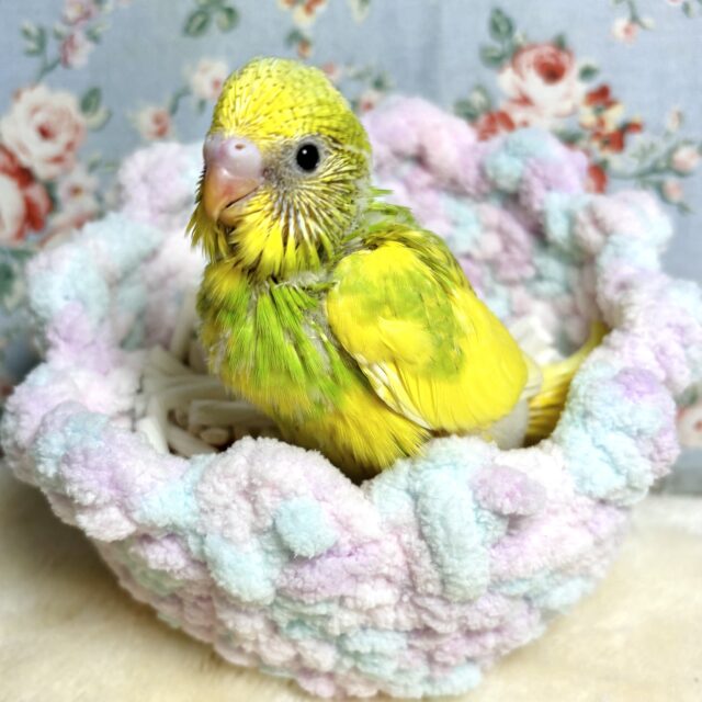 セキセイインコ イエロースパングルパイドちゃん 💛🌼･.｡*･.｡*