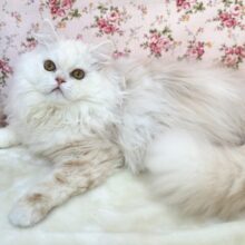 1/16最新📷イケメンかまちょ♡マンチカン（カメオホワイト）