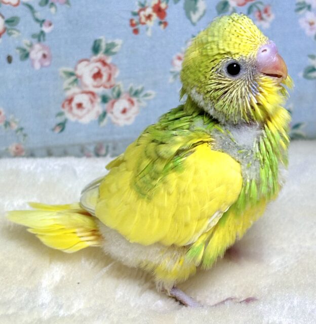 セキセイインコ