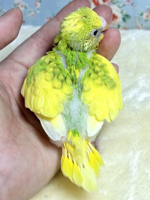 セキセイインコ