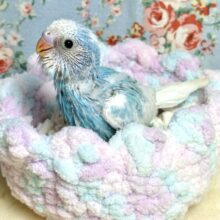 セキセイインコ  ブルースパングルパイドちゃん✈️☁️〜✨️