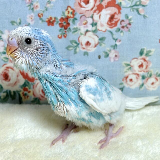 セキセイインコ ブルースパングルパイドちゃん✈️☁️〜✨️