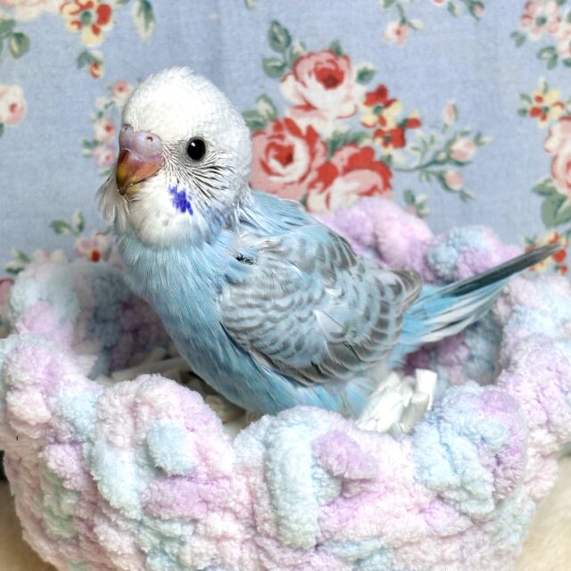 セキセイインコ ブルーオパーリンウイングちゃん 🩵🫧‪❄️