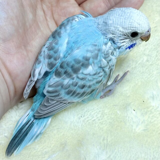 Amazon.co.jp: シュライヒ ファームワールド セキセイインコ