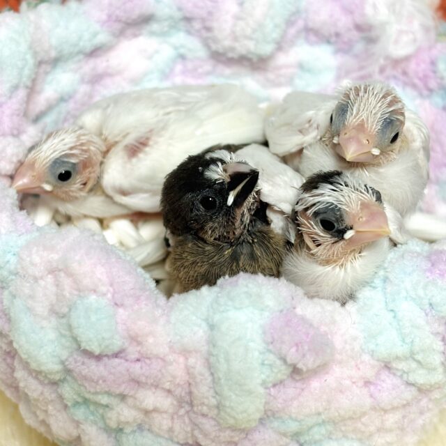 十姉妹 ヒナちゃんず4羽🐣🐣🐣🐣