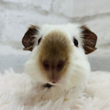 【最新画像更新🪄】ぷいぷい♬冬が近づいてきたね☃️🫧ロシアンスモークモルモット 男の子