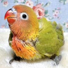 山吹ボタンインコ  🍁🍂🌳