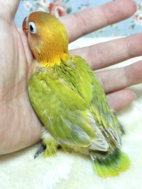 ヤマブキボタンインコ