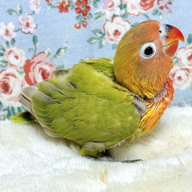 ヤマブキボタンインコ
