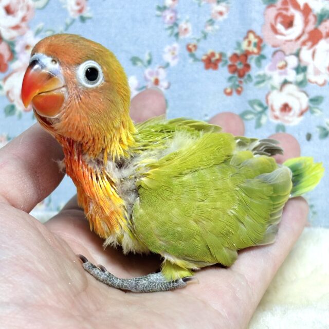 ヤマブキボタンインコ
