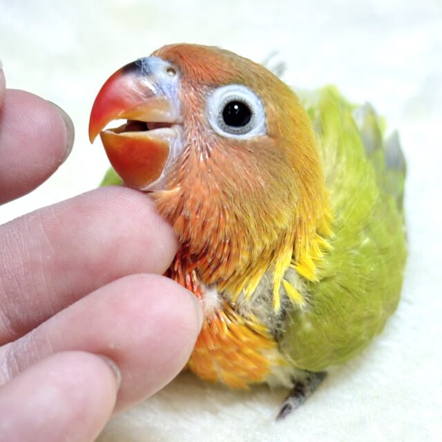 ヤマブキボタンインコ
