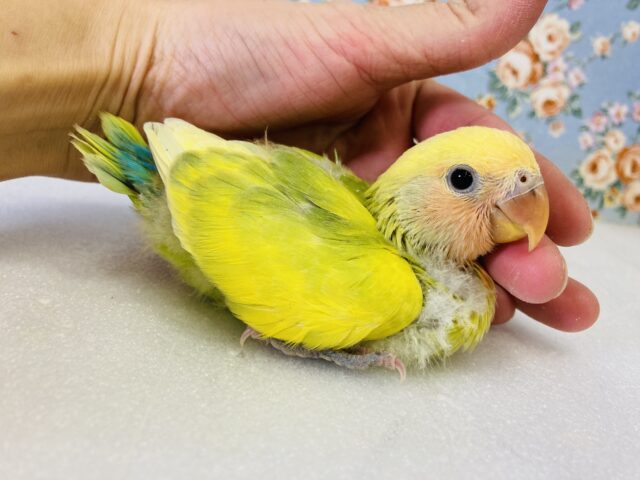 コザクラインコ（小桜インコ）