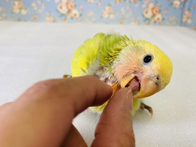 コザクラインコ（小桜インコ）