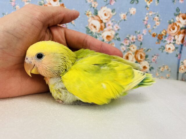 コザクラインコ（小桜インコ）