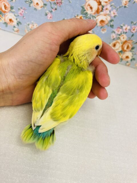 コザクラインコ（小桜インコ）