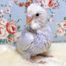 セキセイインコ  ライラック  💜✻*˸ꕤ*˸*⋆