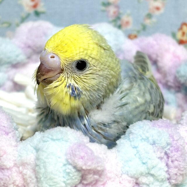 セキセイインコ パステルレインボー 🦋💛