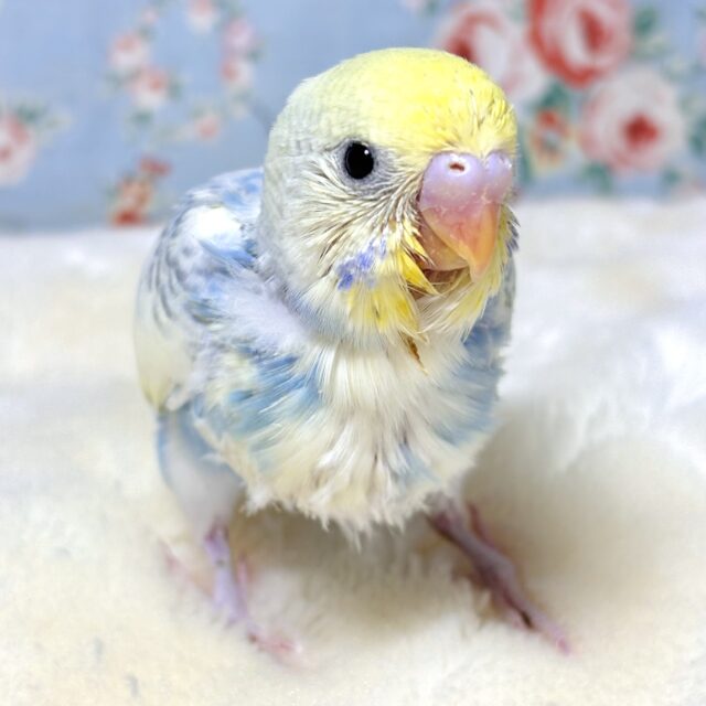 セキセイインコ パステルレインボー系(クリーム) 💙🍨🤍