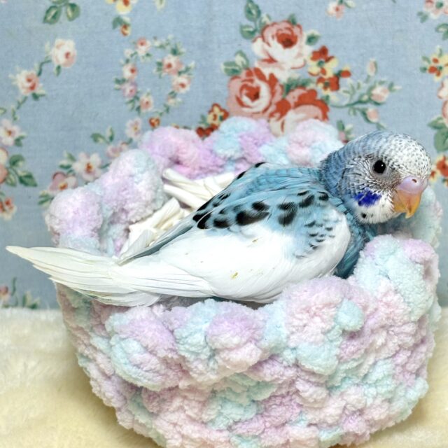 セキセイインコ ブルーパイド 🤍🌧💙🩵 セキセイインコ
