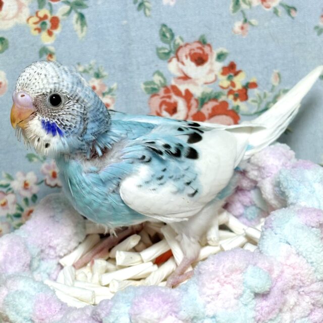 セキセイインコ ブルーパイド 🤍🌧💙🩵