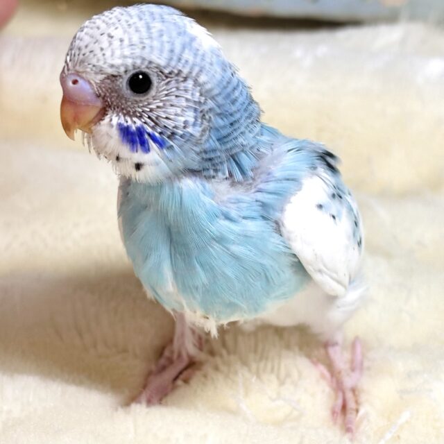 セキセイインコ ブルーパイド 🤍🌧💙🩵