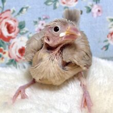 シナモン文鳥  🐥🤎*°