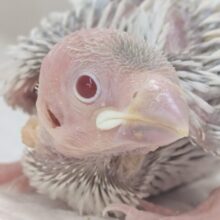 ギンギラシルバーの赤目さん～✨ シルバーイノ文鳥🐣